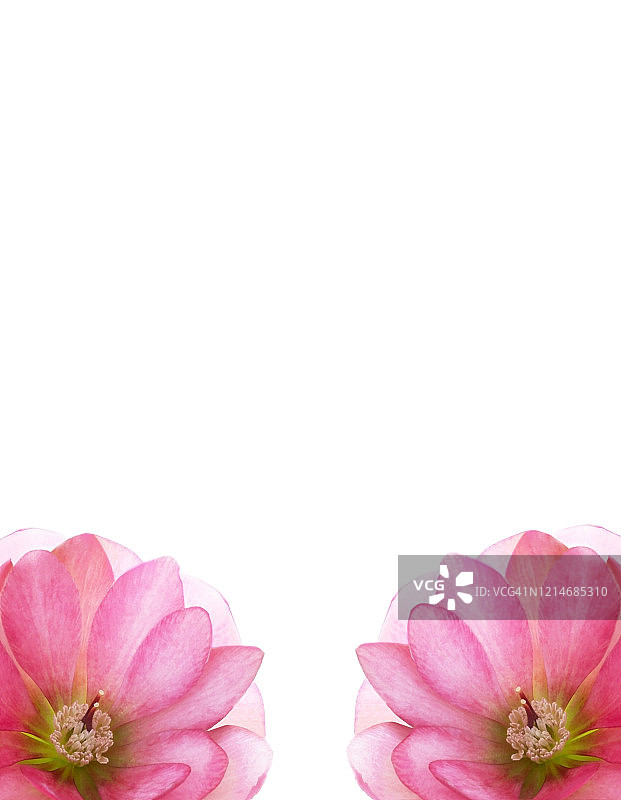 两朵粉红色的嚏根草花在白色上创建页面装饰图片素材