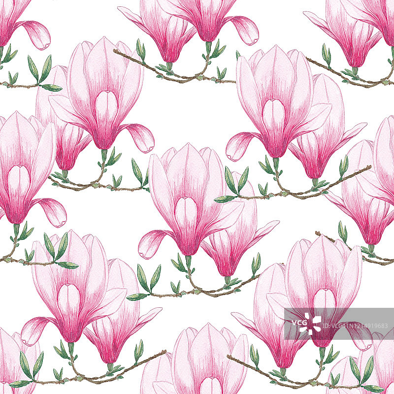 水彩无缝模式的木兰，古董花花束，花卉春天组成，枝叶，植物水彩插图上的白色背景。用于纺织、纸张设计。图片素材