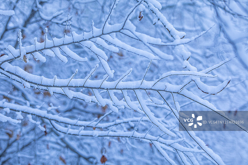 雪落在光秃秃的树枝上图片素材
