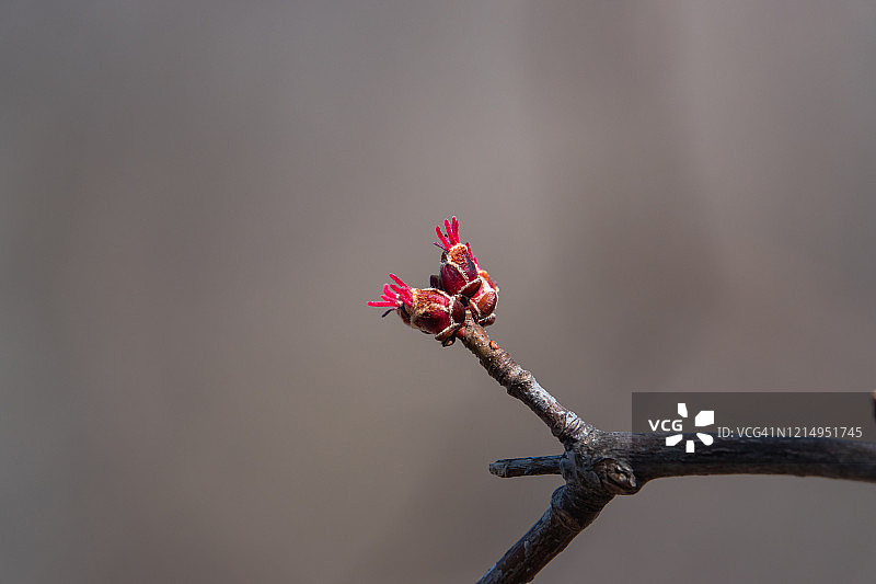 银色的枫树芽在春天发芽图片素材