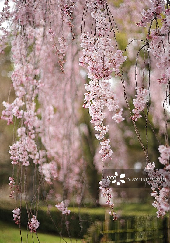 春天盛开的哭泣的樱花。近距离观察微风中摇曳的树枝上的粉红色花朵。有选择性的重点。图片素材