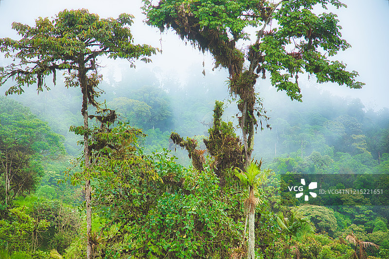 两棵长着苔藓的热带树木图片素材