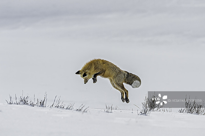 红狐、黄狼，在黄石国家公园的雪地里狩猎，WY图片素材