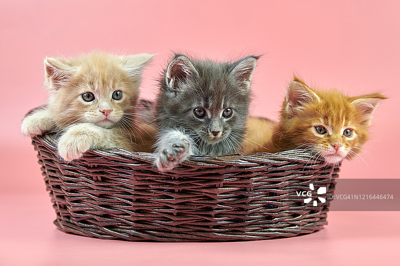 篮子里有三只缅因猫图片素材