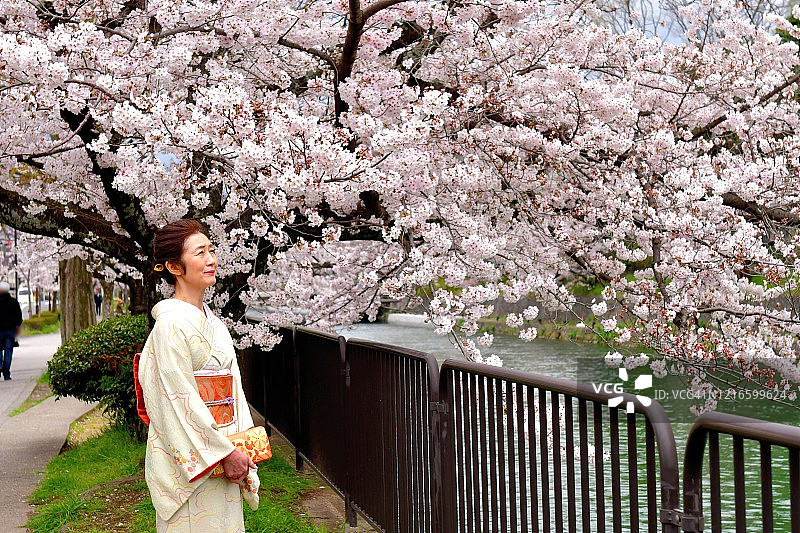 穿着和服的日本妇女在京都享受樱花盛开的季节图片素材