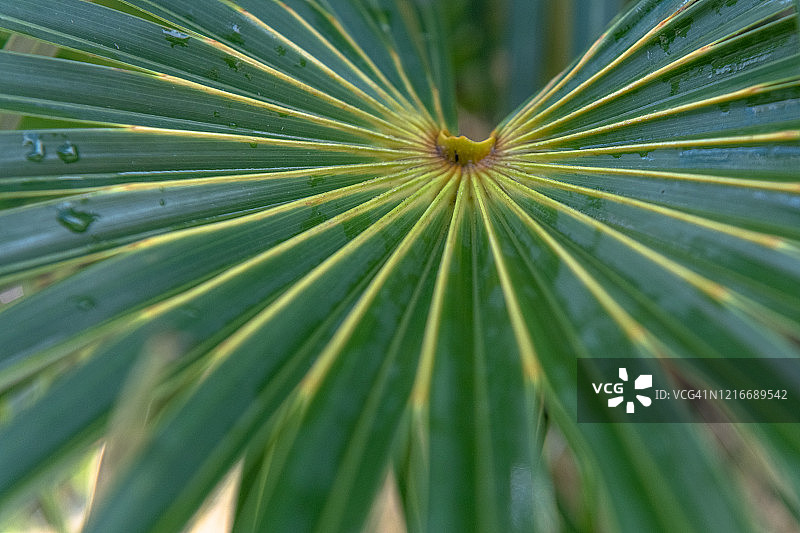一个半圆形的棕榈树叶子的特写图片素材