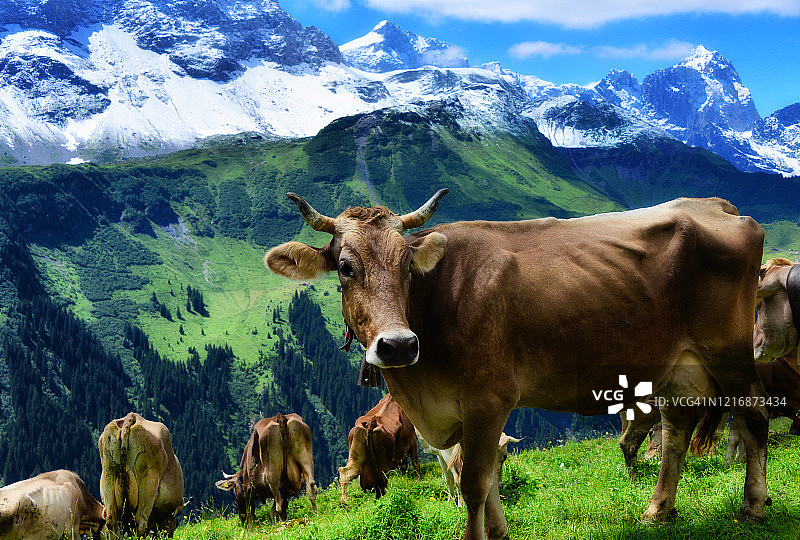 奶牛在山上吃草，巴尔姆，瑞士乌里图片素材