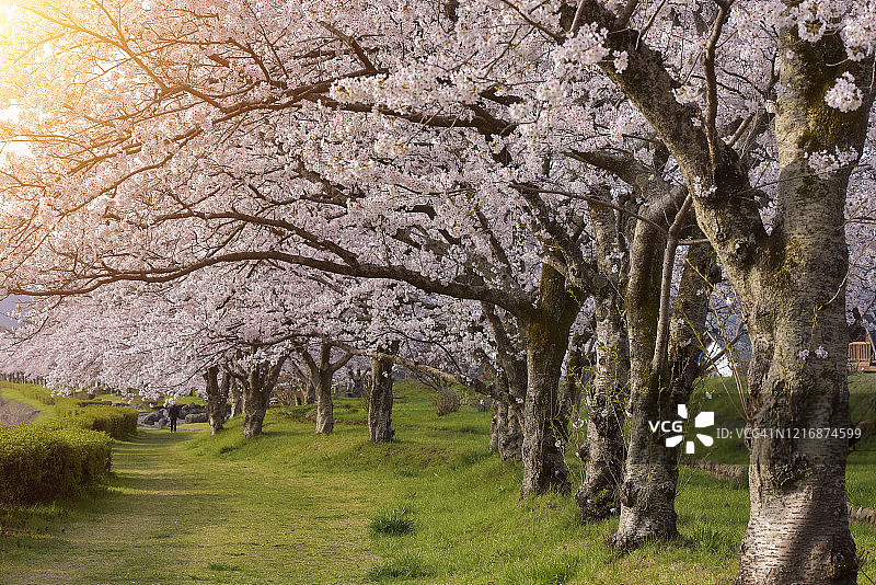 日本本州，东北，宽崎公园的樱花图片素材