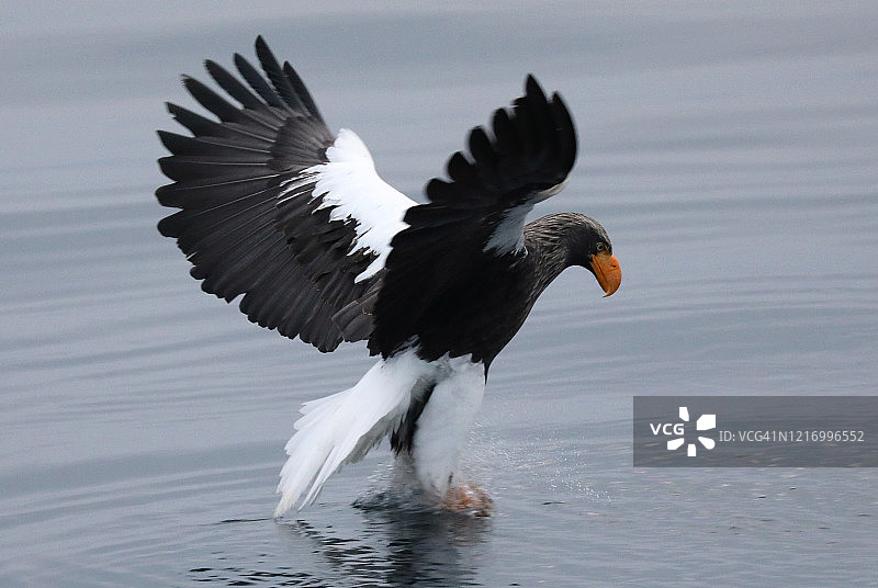 飞天虎头海鹰在日本北海道图片素材