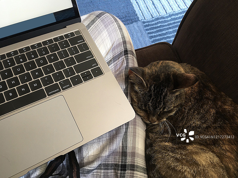 膝上放着笔记本电脑的人，旁边依偎着一只猫图片素材