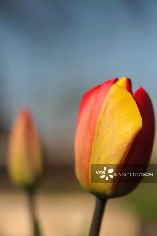 郁金香，三种颜色的垂直背景，红，黄，蓝，在四月的春天的一天。图片素材