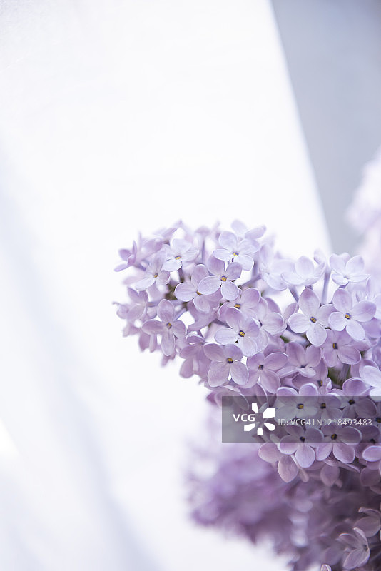 淡紫色花朵,特写图片素材