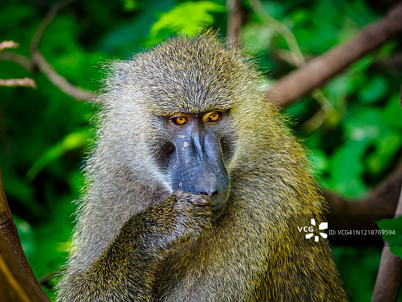 图为非洲坦桑尼亚曼雅拉湖森林中的狒狒图片素材