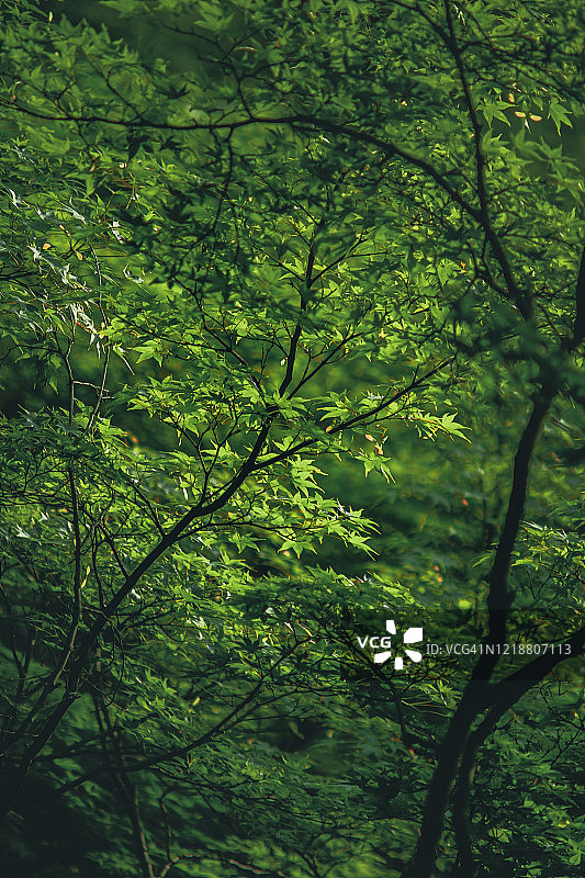 阳光穿过枫树图片素材
