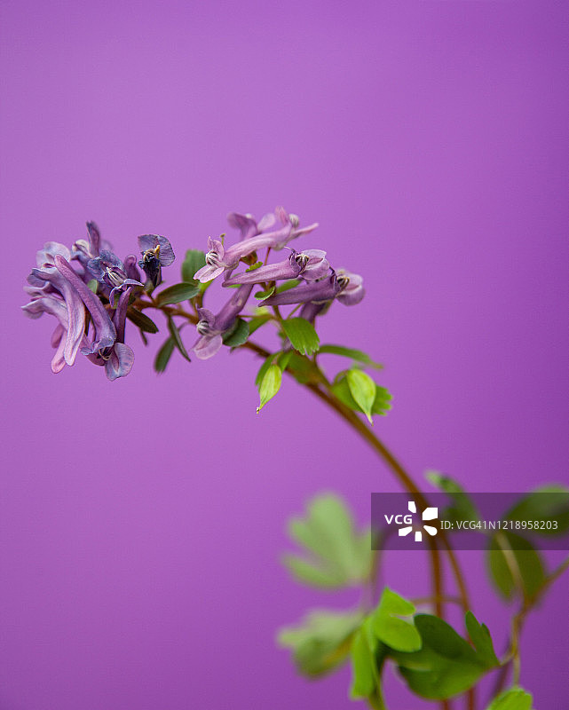 植物发芽开紫罗兰花图片素材