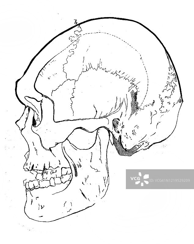 史前人类的头骨在旧书人类的古代，由C.莱尔，1864年，圣彼得堡图片素材