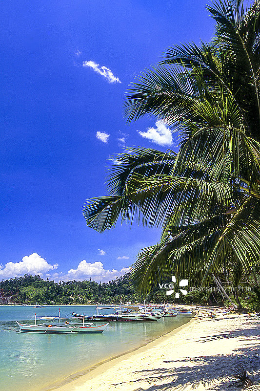 菲律宾，巴拉望的椰子树图片素材