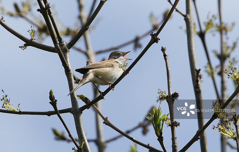 一只漂亮的雄性白喉鸟(Sylvia communis)栖息在树枝上唱歌。图片素材