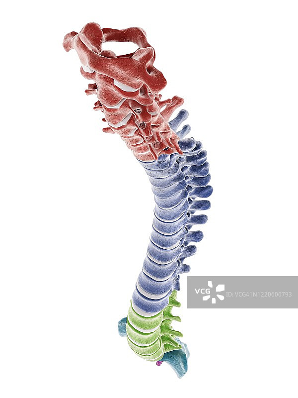 人体脊柱的片段，插图图片素材