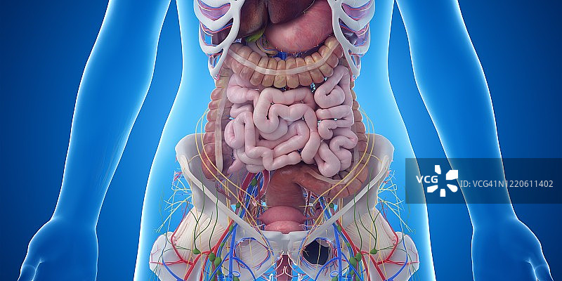 腹部器官,插图图片素材