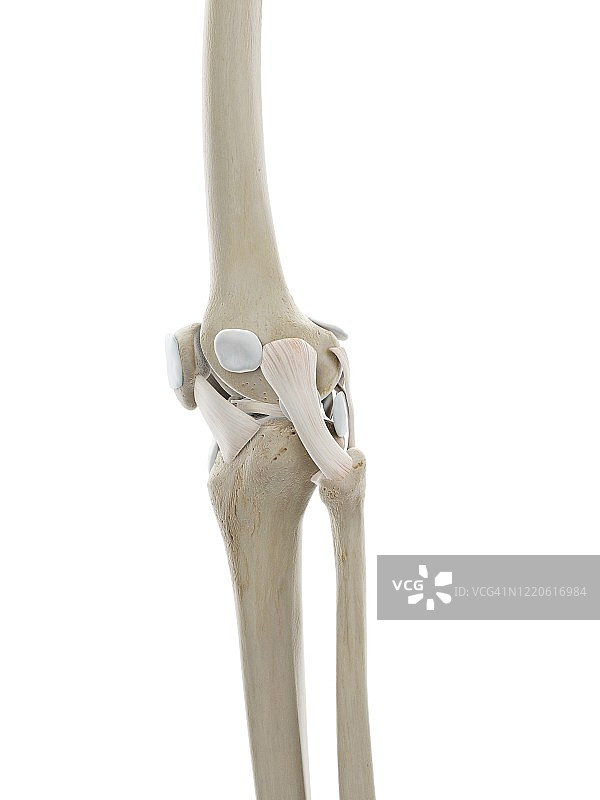 膝盖韧带，图示图片素材