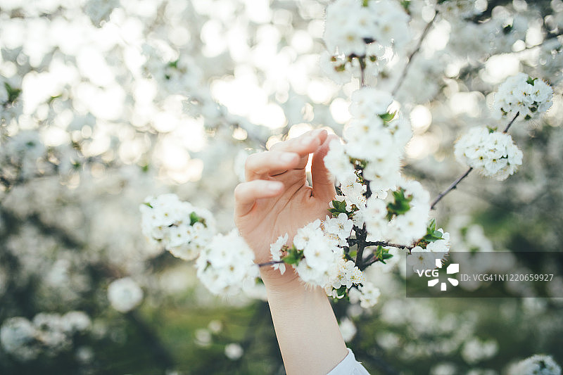 感性女人的手在盛开的白花中图片素材