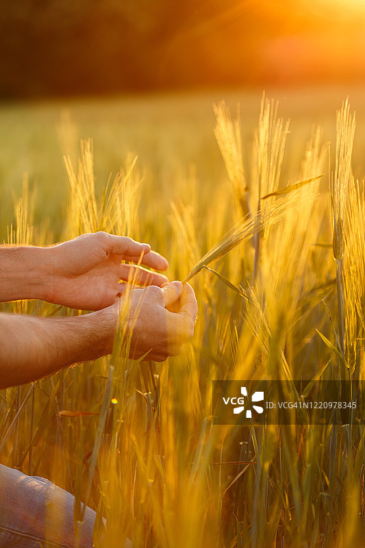 农民的手抚摸着夕阳下的小麦幼苗图片素材