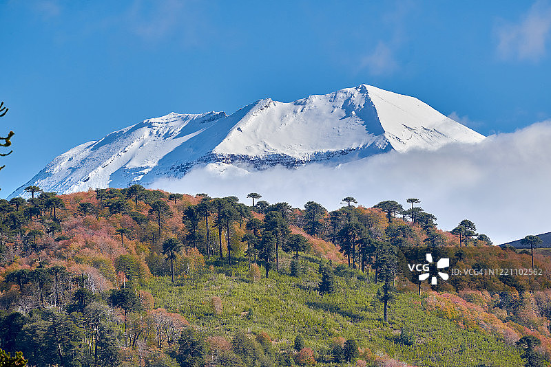 龙基迈火山峰顶的景色- Malalcahuello-Nalcas国家公园图片素材