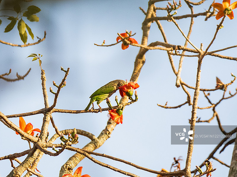 一只绿色的热带鸟在树枝上的桔子花里窥视图片素材