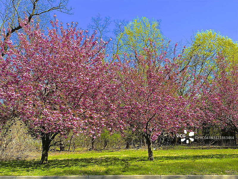 春天樱花树鲜艳的颜色图片素材