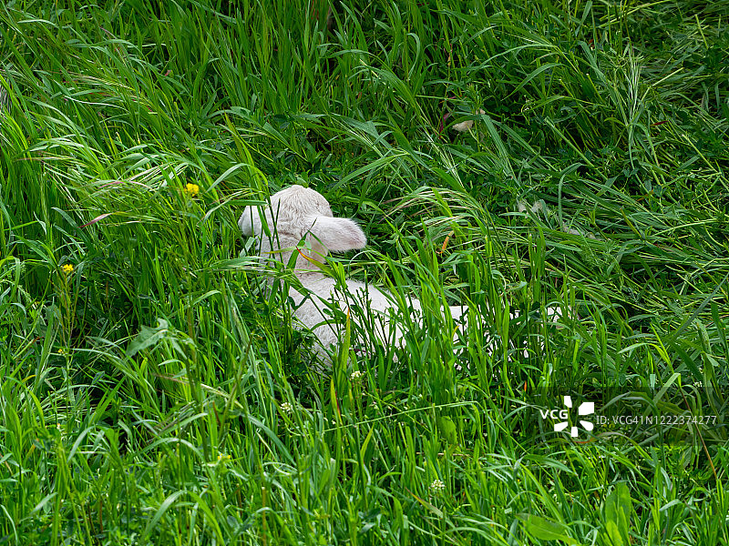 春天嫩绿的草地上新生的羊羔图片素材