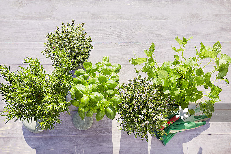 静物盆栽新鲜香草，铲子和花园手套在木质背景在夏天图片素材