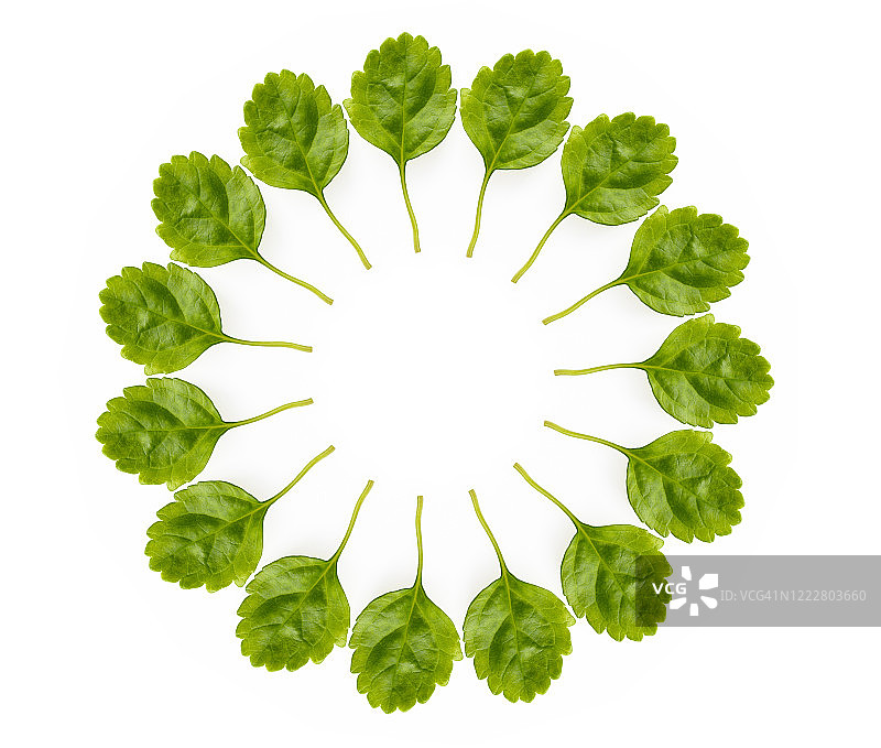 完整的画面，绿色树叶在白色背景上形成一个圆圈的特写。图片素材