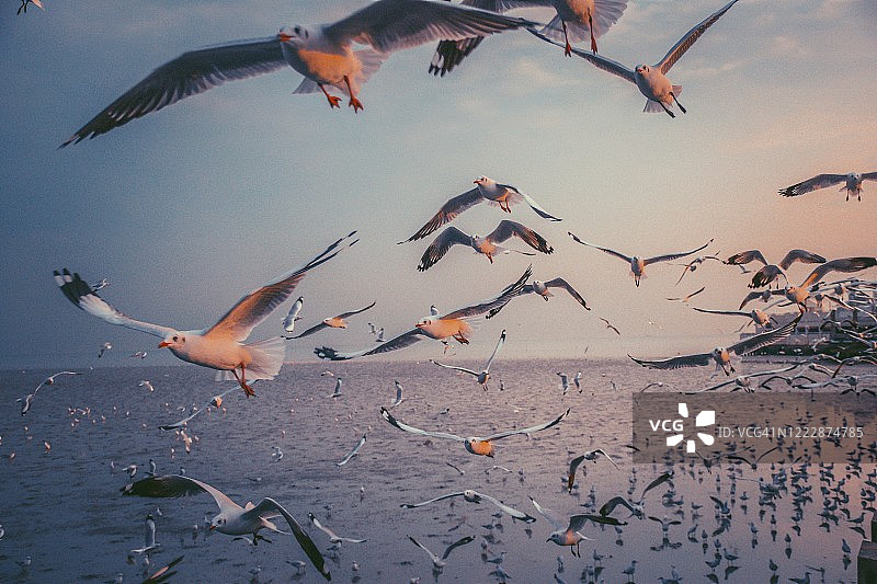 日落时，海鸥在海面上飞翔的田园诗般的景色图片素材