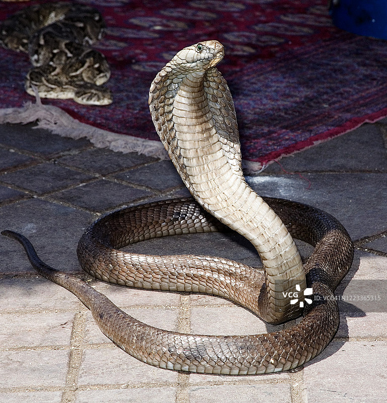 眼镜蛇在马拉喀什图片素材