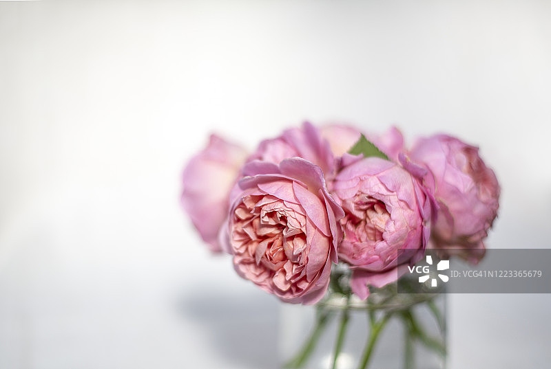 白色背景上粉红玫瑰的静物画图片素材