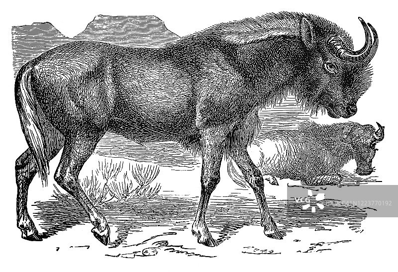 古老的Gnu雕刻插图，角马-蹄或蹄动物。古董插图图片素材