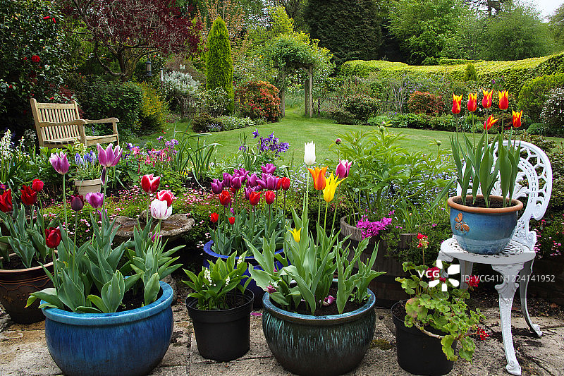 英国家庭花园庭院里的几盆五颜六色的郁金香。图片素材