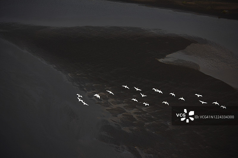 空中的白天鹅飞过黑色的沙滩图片素材