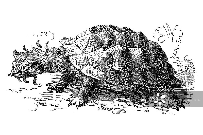 古雕刻插图玛塔玛塔淡水龟-爬行动物-乌龟和乌龟，鳄鱼图片素材