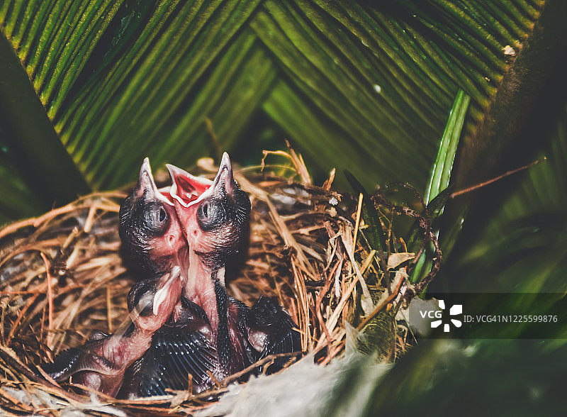 鸟巢里的小鸟宝宝。图片素材