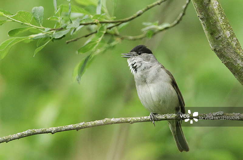 春天，一只漂亮的雄性黑头莺(Sylvia atricapilla)栖息在一棵柳树的树枝上唱歌。图片素材