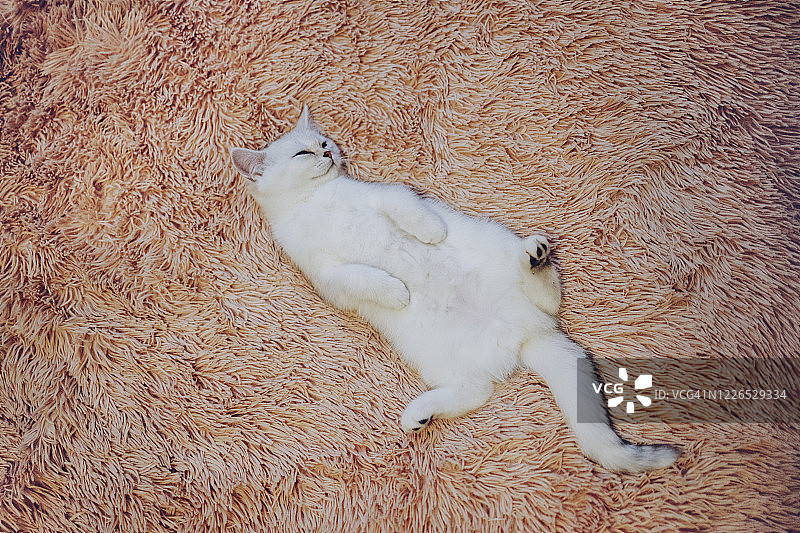 懒猫在床上睡觉图片素材