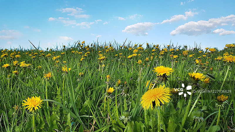 在田野上的蒲公英花和春天夏天户外的蓝天的新鲜的绿草全景。优美的自然景观配柔焦点，复制空间。图片素材