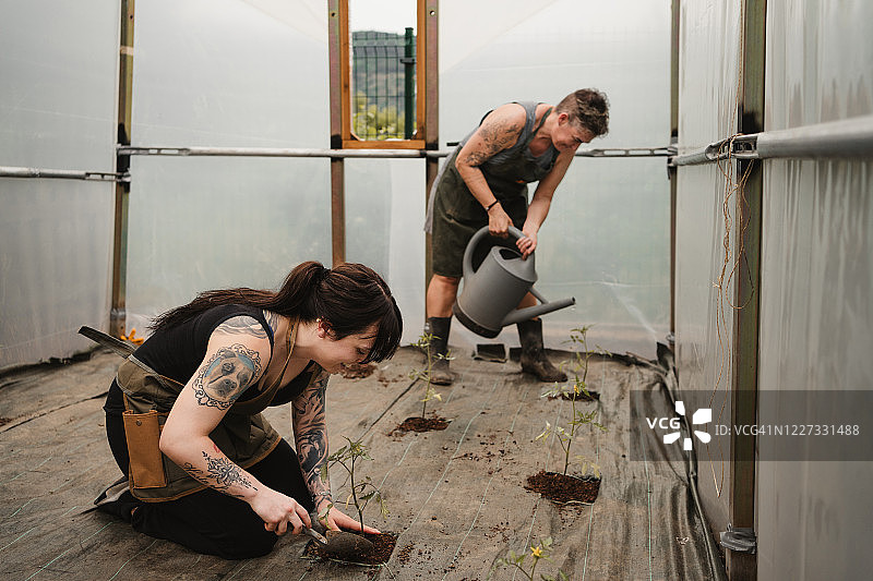 两个成年妇女在温室里的菜园里工作图片素材