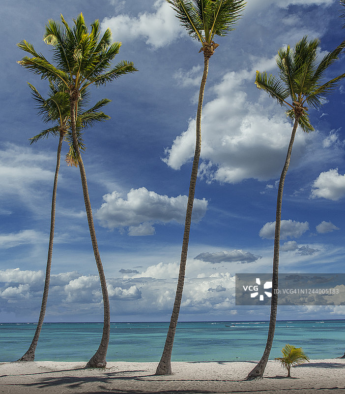 热带海滩上的棕榈树图片素材