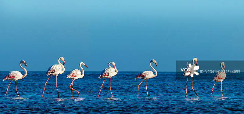 非洲野生鸟类。在一个阳光明媚的日子里，一群粉红色的非洲火烈鸟在蓝色的泻湖上漫步图片素材