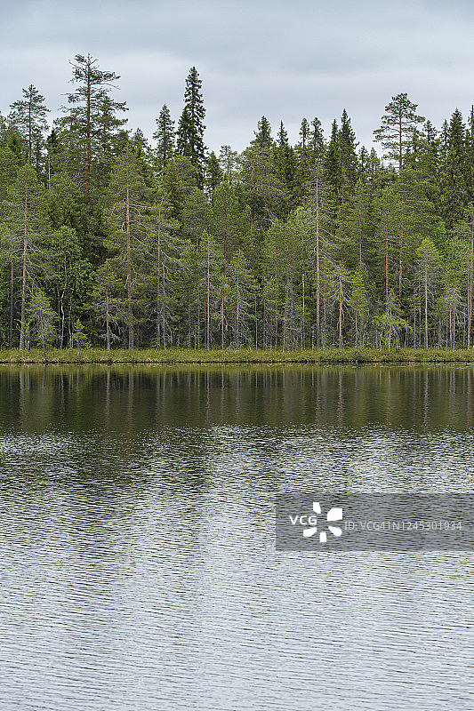 芬兰的森林和湖泊风景。图片素材