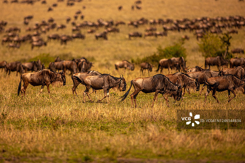 牛羚在平原上的迁徙图片素材