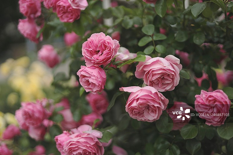 可爱的粉红玫瑰- Rosa Leonardo de Vinci (MEIdeauri)在自然光中盛开，Floribunda玫瑰，选择性的焦点图片素材